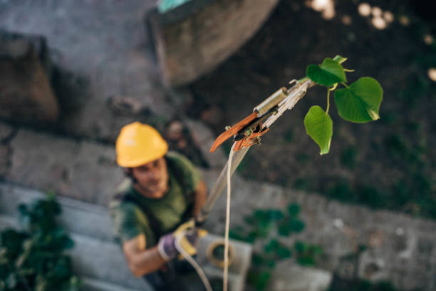 Best Arborist Consultation Services  in Monee, IL